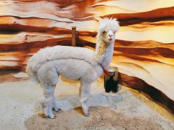 -酷嗒动物文化乐园(cutezoo西溪乐天城店)