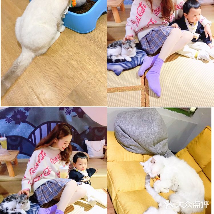 安阳探店｜安阳首家猫咖☕️二楼的猫🐱