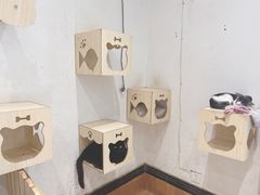 -猫色咖啡·猫咖