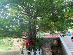 -遵化市禅林寺古银杏风景园