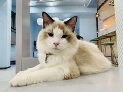 -糯米喵星人·撸猫猫舍咖啡馆(西市场嘉华店)