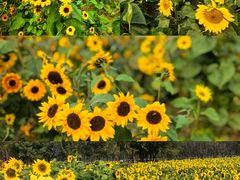 -汉长安城未央宫国家考古遗址公园