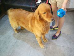 -严国平动物医院(德政总院)