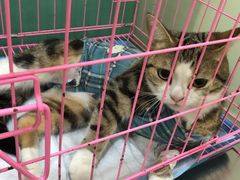 -米苏动物医院·犬猫专科·骨科外科内窥镜