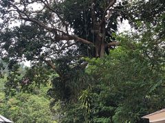 -槟城植物园