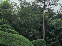 -铁山坪森林公园