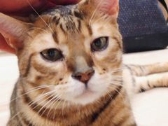 -CAT’S MEWSTAR CAFE·喵星球猫屋(晴湾咖啡店)