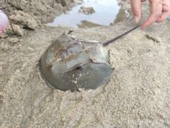 -北海金海湾红树林生态旅游区