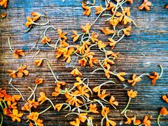 -天津东丽湖风景区