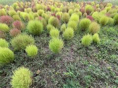 -野鸭湖国家湿地公园