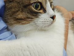 -四月宠物医院·猫专科·心脏专科·内科(转塘店)