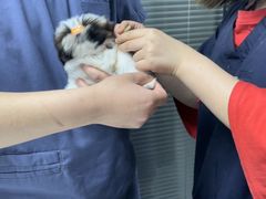 -伟伟宠物医院·CT影像中心·瑞派犬猫综合性门诊(汉口总院)