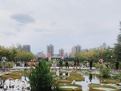 -莲花池公园
