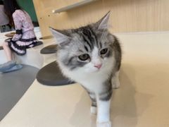 -飞行喵MR PILOT|猫舍·猫咖(静安大融城店)