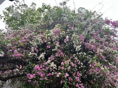 -深圳国际园林花卉博览园