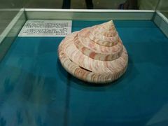 -青岛贝壳博物馆