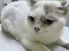 -瑞鹏宠物医院华南总院·夜诊·心脏科·骨科