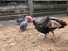 -费瑟代尔野生动物园