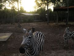 -清迈夜间动物园