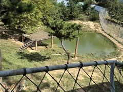 -西霞口神雕山野生动物世界