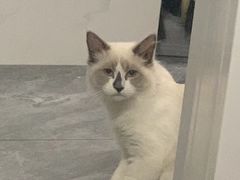 -美联众合动物医院(·中兽医·疑难杂症·严家桥分院)