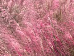 -艾溪湖湿地公园