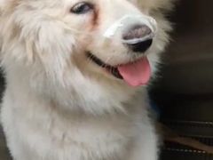-爱佳宠物中心医院24H·CT·骨外科·猫专科(瑶海万达店)