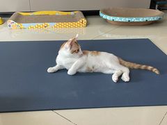 -美联众合动物医院(·中兽医·疑难杂症·严家桥分院)