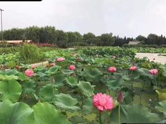 -白洋淀景区