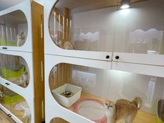 -青奢宠物·青奢猫舍