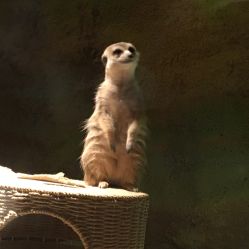 -酷嗒动物文化乐园(cutezoo西溪乐天城店)