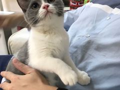 -lincat·猫舍(广州店)