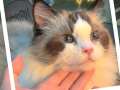 -李小姐の猫咖啡馆(五角场店)