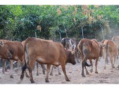 -海南热带雨林国家公园吊罗山景区
