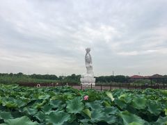 -荷塘月色湿地公园·向阳花洲
