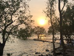 -宝安西湾红树林湿地公园