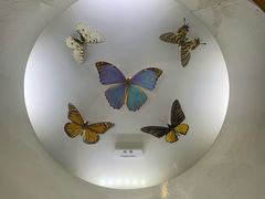 -上海大自然野生昆虫馆(东方明珠·爬宠昆虫探索中心)