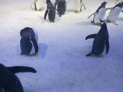 -芜湖新华联大白鲸海洋公园