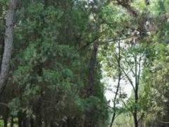 -渡海小渔村.老辈日照菜
