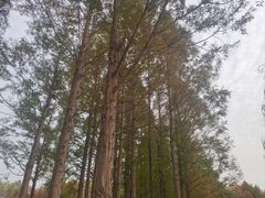 -金银湖国家城市湿地公园