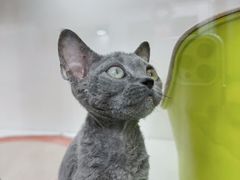 -青奢宠物·青奢猫舍