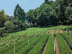 -野蔓果·山野菜(西湖景区·龙井茶田店)