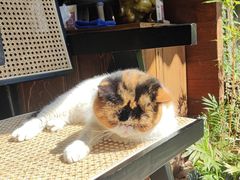 -谷咖啡·鲜花绿植花园餐厅