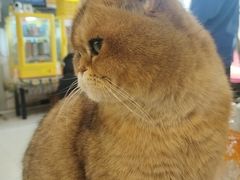 -平行世界·猫咖(首经贸店)