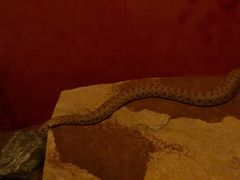 -迪拜水族馆及水下动物园