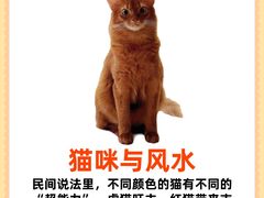 -守诺宠物医院·眼科· 特色牙科·异宠专科(虹口店)