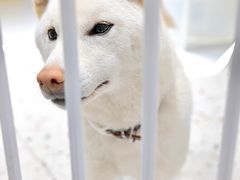 -柴务处·柴犬主题狗咖