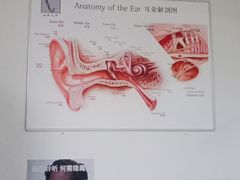-自然之声助听器·呼吸机(公园路店)