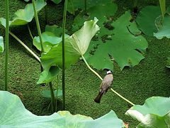 -老桂湖公园-杨升庵博物馆