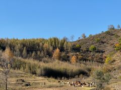 -塞罕坝国家级自然保护区